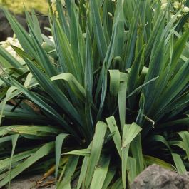 Yucca recurvifolia 'Banana Split'