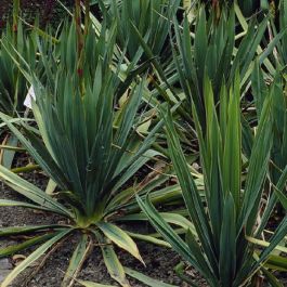Yucca recurvifolia 'Banana Split'