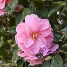 Camellia japonica Dr Burnside