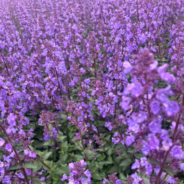 Nepeta Blue Wonder Dwarf Catmint