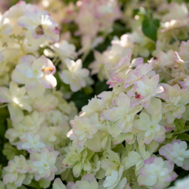 Hydrangea Swinging Sixties - Striking Pink Flushed Flowers