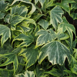 Hedera helix 'Green Ripple'