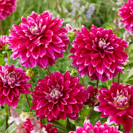 Dahlia Crazy Love