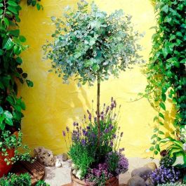 Plant In A Box - Eucalyptus Cinerea 'Silver Dollar' - Hauteur 90-110cm - Pot 19cm - Feuillage Argenté Décoratif