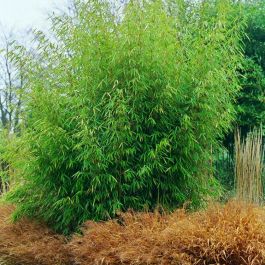 Fargesia nitida ''Great Wall''