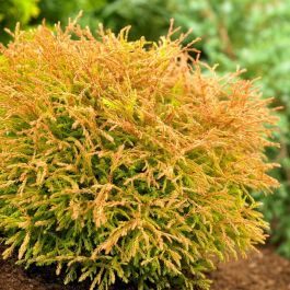 Thuja occidentalis 'Golden Globe'