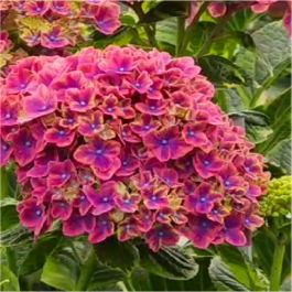 Hydrangea macrophylla Glowing Alps - Large Flowered Mophead
