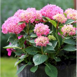 Hydrangea ハイドランジア ベルベリス Hydrangea aspera macrophylla - Velvet & Lace Sargent Hydrangea Plant