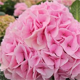 Triumph Wild Gardenia Bloemen W Flower Purple, Flower Purple
