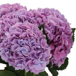 Hydrangea macrophylla Glowing Alps - Large Flowered Mophead