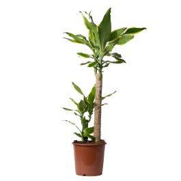 2 Piante Di Edera Marengo | Edera Rampicante Vera | Per Pergolati, Giardini | Foglie Verde-Bianco - Foto 12