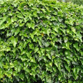 Hedera hibernica - Irish or Boston Ivy - Evergreen Climber