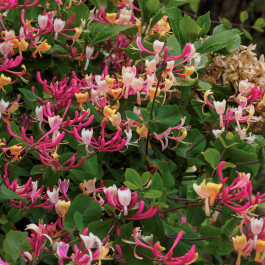 Lonicera periclymenum 'Chic et Choc'