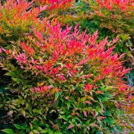 Gulf Stream Dwarf Nandina – Live Plant In Gallon Pot, Heavenly Bamboo Shrub With Red Foliage, Hardy For Zones 6-9