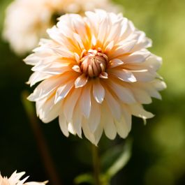Dahlia Hapet Compo