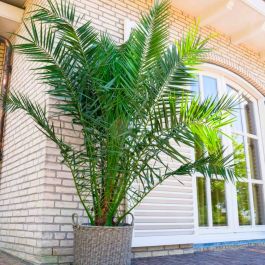 Zamioculcas Emerald Palm
