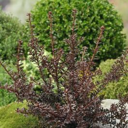 thuja goldy Forever Goldy Arborvitae