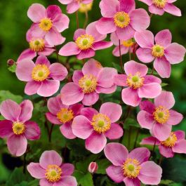 Anémone du Japon 'September Charm' - Anemone hupehensis 'September Cha