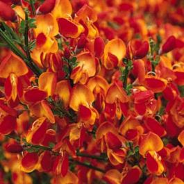 Cytisus Apricot Gem - Large Plant