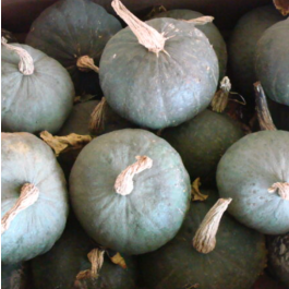Winter Squash 'Uchiki Kuri'