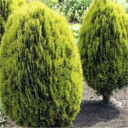 Thuja plicata Can-Can