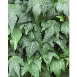 vliestapete farn Fototapete Botanisches Farn Muster | Premium-Vlies (180g/m²) | einfach  anzubringen | individuell anpassbar main image 0