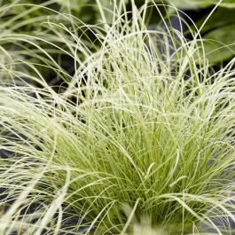 Ophiopogon japonicus variegata Silver Mist - Silver Mist Mondo Grass