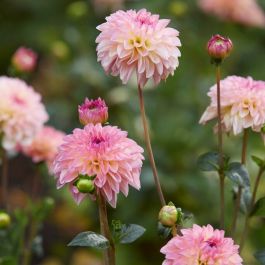 Dahlia Hapet Compo