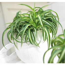 Spider Plant Chlorophytum Variegatum, Established plant approx. 15cm length