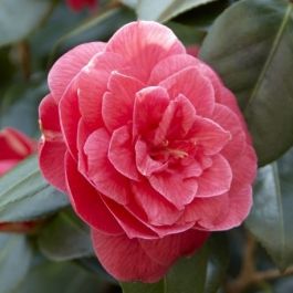 Camellia japonica Dr Burnside