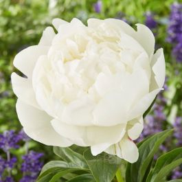 5 Seeds Rare Jin Ge Japanese Tree Peony
