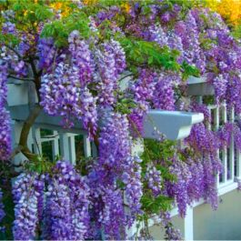 集英社 - wisteria Wild Wisteria Mural wallpaper Thibaut | Wallpaper Wild