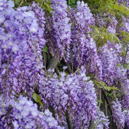 Wisteria Amethyst Falls - Blue - circa 6-7ft