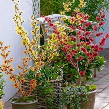 SPECIAL DEAL - Trio of Colourful Hamamelis Witch Hazel Plants Collection