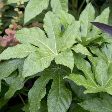 Fatsia Japonica - Extra Large Plant - circa 120-140cms tall