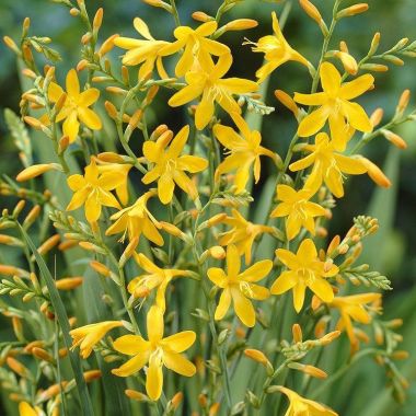 Crocosmia George Davison (Norwich Canary)