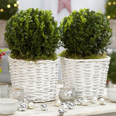 Pair of Buxus Balls in Stylish White Baskets