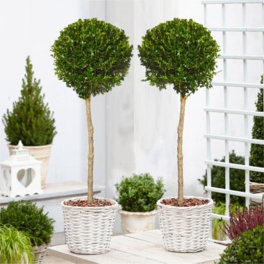 Pair of Large Topiary Evergreen Buxus Lollipop Standard Trees - Stylish Contemporary Box Ball Lollipop Trees - circa 140cm