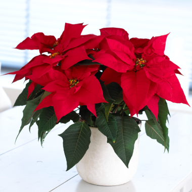 Red Poinsettia - The Essential Christmas Plant