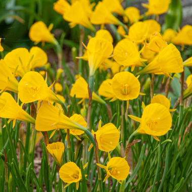 Narcissus Oxford Gold - Pack of 12 Daffodil bulbicodium Bulbs