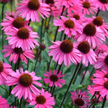 Echinacea purpurea Sensation Pink
