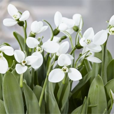 Snowdrops - Galanthus nivalis Polar Bear - Rare variety