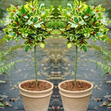 Pair of Gorgeous "Golden King" Variegated Holly Tree Standards - Perfect for Patios