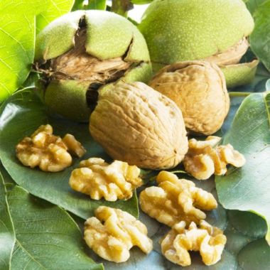 Juglans regia - English Walnut Tree - 150-220cm