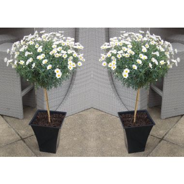 PAIR of Marguerite Giant Daisy Trees with Flared Planters - Perfect for Patios - LARGE Patio Standard Trees PAIR of Marguerite Giant Daisy Trees with Flared Planters - Perfect for Patios - LARGE Patio Standard Trees