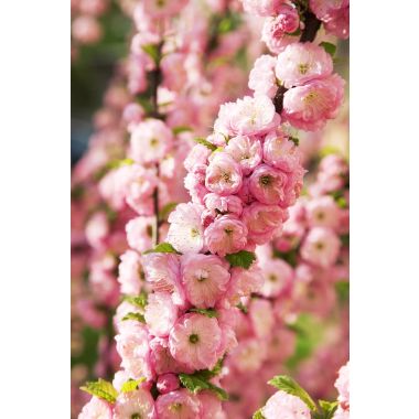 Prunus triloba - Double Flowering Cherry-Almond - LARGE 60-80cm Shrub in Bud