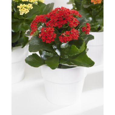 Red Kalanchoe Flaming Katy Plant in Bud &amp; Bursting in to Bloom in White Pot
