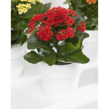 Red Kalanchoe Flaming Katy Plant in Bud & Bursting in to Bloom in White Pot