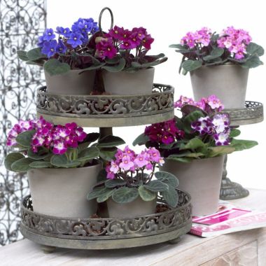 Saintpaulia - African Violet Plants in assorted Colours