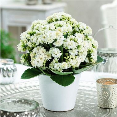 Snowy White Kalanchoe Flaming Katy Plant in Bud & Bursting in to Bloom in White Pot